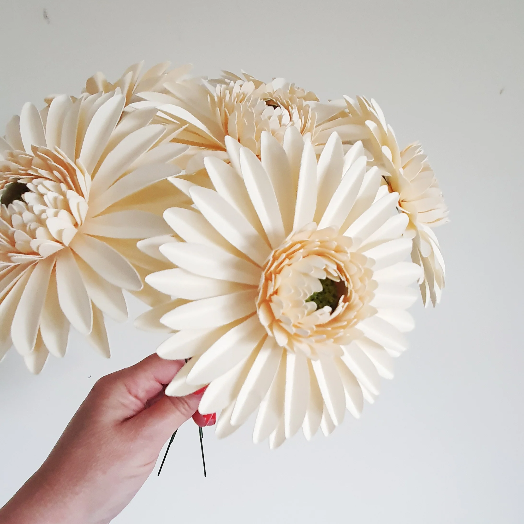 Cream Paper Gerbera Daisies - Image 5